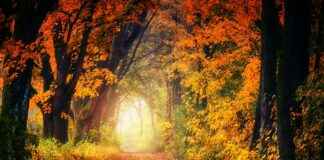 Manchester United F.C. Vs Nottingham Forest Stats Review Manchester United F.C. Vs Nottingham Forest Stats Review