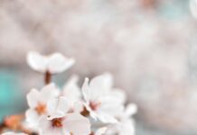 Juventus Vs PSV Eindhoven Lineups Revealed: Who Will Dominate?