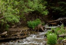 Inter Miami Vs Colorado Rapids Lineups: Key Players To Watch Today