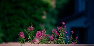 Everton F.C. Vs Chelsea F.C. Lineups: Key Players Revealed!