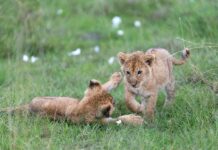 Cubs Lineup Secrets Revealed: Who Will Dominate the Field?