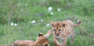 Cubs Lineup Secrets Revealed: Who Will Dominate the Field?