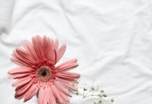 Junior India Squad For Davis Cup, Fed Cup Named: Who Made The Cut?