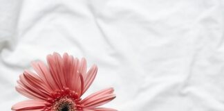 Junior India Squad For Davis Cup, Fed Cup Named: Who Made The Cut?